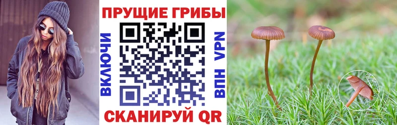 Псилоцибиновые грибы Psilocybe  наркота  Бугульма 